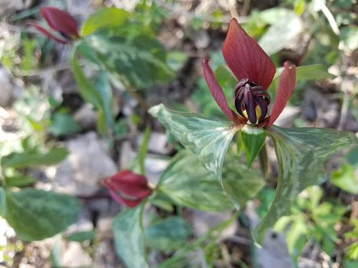 Country Club «Glen Oak Country Club», reviews and photos, 21 W 451 Hill Ave, Glen Ellyn, IL 60137, USA