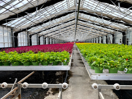 Wholesale plant nursery Salinas