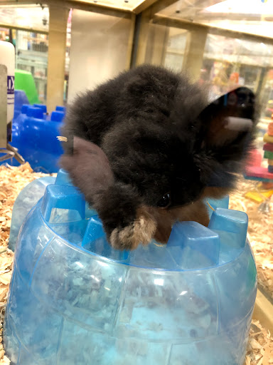 Pet Supply Store «Pet Supermarket», reviews and photos, 1080 Alafaya Trail, Oviedo, FL 32765, USA