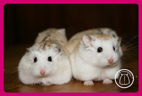 Lolipet - Chuyên bán Chuột Hamster , thỏ cảnh , nhím cảnh..