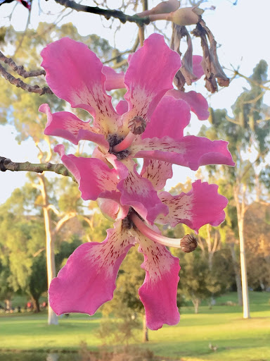 Park «Carbon Canyon Regional Park», reviews and photos, 4442 Carbon Canyon Rd, Brea, CA 92823, USA