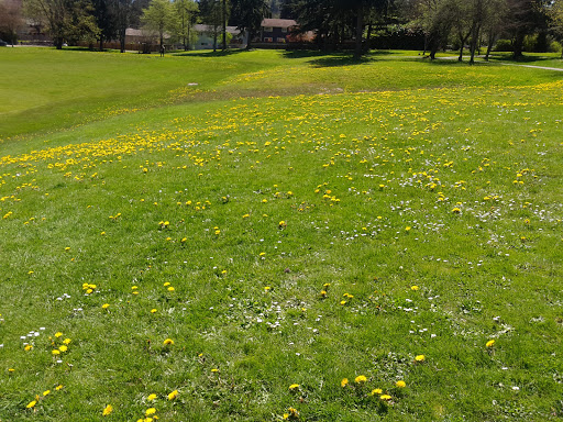 Park «132nd Square Park», reviews and photos, 13159 132nd Ave NE, Kirkland, WA 98034, USA