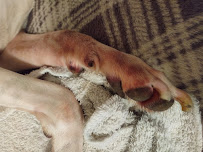 Perry's Animal Hospital - Photo 2 - Car repair in Belle, WV, Charleston