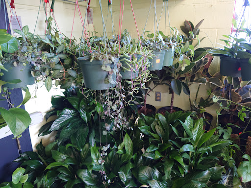 Florist «Austin Flower Co», reviews and photos, 1612 W 35th St, Austin, TX 78703, USA