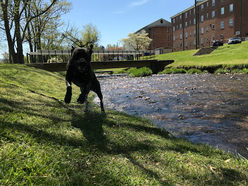 College «Brevard College», reviews and photos