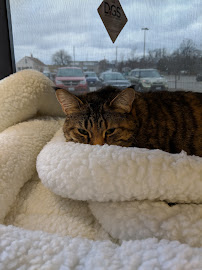 Pet Valu - Photo 5 - Car repair in Windsor, ON, Canada, Detroit