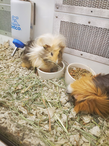 Pet Supply Store «PetSmart», reviews and photos, 1462 Jeffreys Rd, Rocky Mount, NC 27804, USA