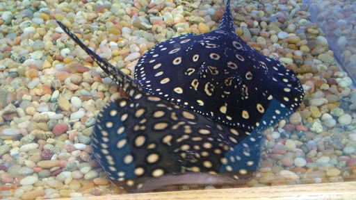 Tropical Fish Store «Stingray Bay», reviews and photos, 17800 E 9 Mile Rd, Eastpointe, MI 48021, USA