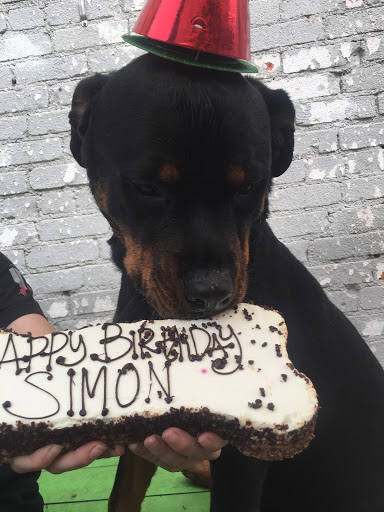 Dog Day Care Center «The Bowhaus Pet Company», reviews and photos, 2472 E Colorado Blvd, Pasadena, CA 91107, USA