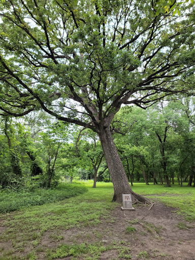 Plano's Bicentennial Bur Oak