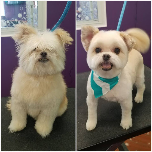 Pet Groomer «Shaggy Paws Spa, LLC.», reviews and photos, 6215 Chesapeake Cir Suite E, New Kent, VA 23124, USA