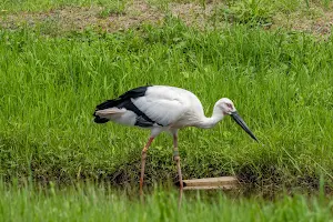 Kounotori - Stork Sanctuary image