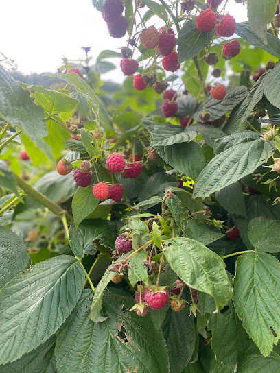 Kathan's Homestead Berries