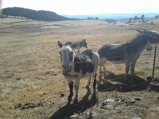 Casino «The Brass Ass», reviews and photos, 264 Bennett Ave, Cripple Creek, CO 80813, USA