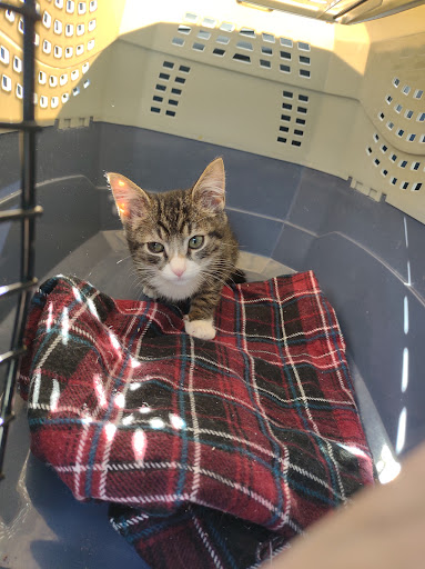 OC Animal Care image