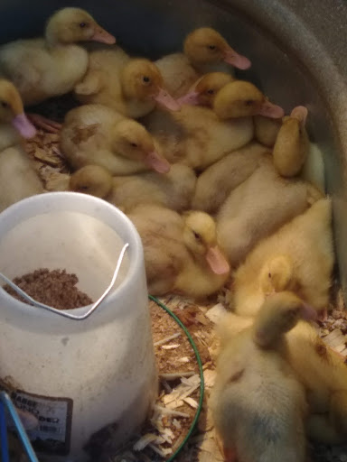 Department Store «Rural King», reviews and photos, 4000 W Bethel Ave, Muncie, IN 47304, USA