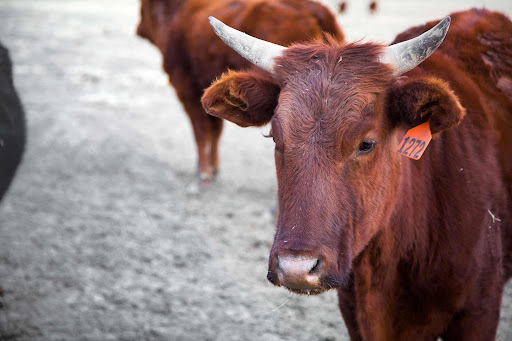 Butcher Shop «Western Daughters Butcher Shoppe», reviews and photos, 3326 Tejon St, Denver, CO 80211, USA