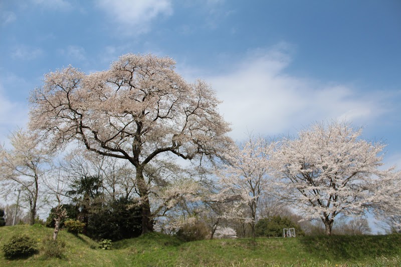 曽根の大桜