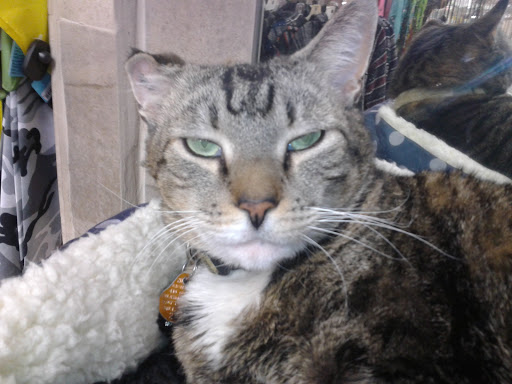 Tobacco Shop «Karmic Connection», reviews and photos, 508 S Broadway, Baltimore, MD 21231, USA