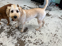 SPAW Pet Grooming & Boutique - Photo 9 - Car repair in Abilene, TX, Abilene