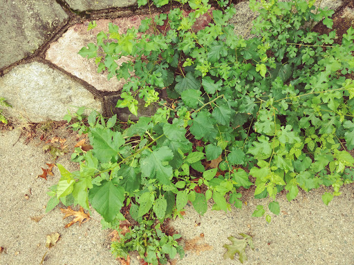 Park «Dorchester Park», reviews and photos, 2180 Dorchester Ave, Dorchester, MA 02124, USA