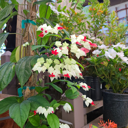 Plant Nursery «San Gabriel Nursery & Florist», reviews and photos, 632 S San Gabriel Blvd, San Gabriel, CA 91776, USA