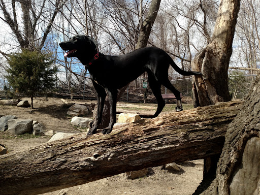 Photo of Glen Oaks Village Enchanted Forest Dog Park - Private