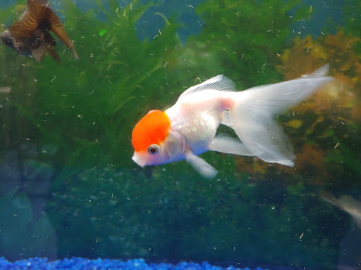 Pet Store «Greenwood Pets & Plants», reviews and photos, 13983 E 9 Mile Rd, Warren, MI 48089, USA