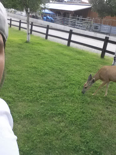 Campground «Winthrop / N. Cascades National Park KOA», reviews and photos