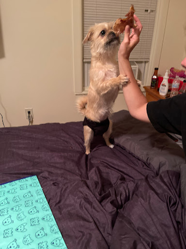 Pet Supply Store «Petco Animal Supplies», reviews and photos, 1483 NJ-23 #14b, Kinnelon, NJ 07405, USA