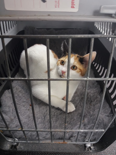 All Creatures Vets Group ACVG .