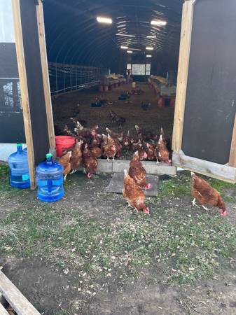 Home Improvement Store «Tractor Supply Co», reviews and photos, 600 S Oklahoma Dr, Celina, TX 75009, USA