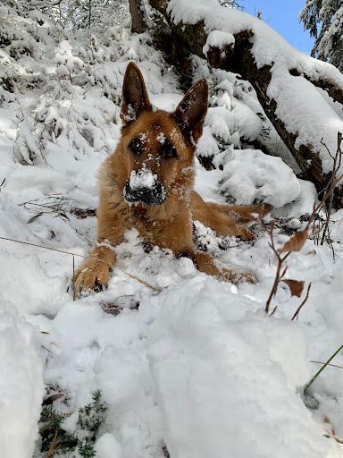 Tierphysio-Garmisch AH unter Garmisch-Partenkirchen, Bayern