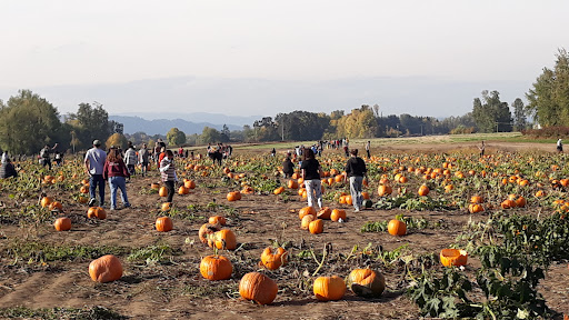 The Pumpkin Patch on Sauvie Island, Portland's original