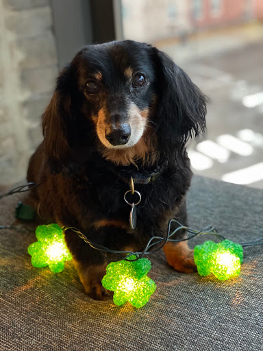 Pet Supply Store «Doggy Style Pet Shop», reviews and photos, 2023 W Division St, Chicago, IL 60622, USA