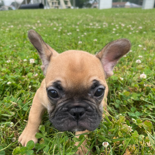 Pet Store «PV Pets», reviews and photos, 233 S Broadway, Pennsville, NJ 08070, USA