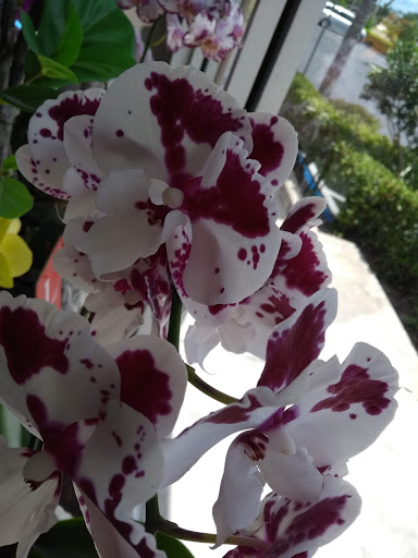 Florist «Market Garden Floral Co», reviews and photos, 1418 N Semoran Blvd #130, Orlando, FL 32807, USA