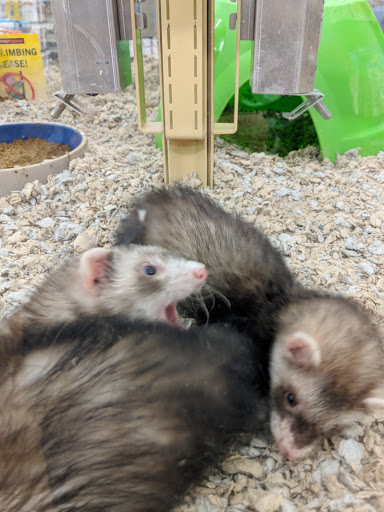 Pet Supply Store «Pet Supermarket, Inc.», reviews and photos, 598 N McCarran Blvd, Sparks, NV 89431, USA