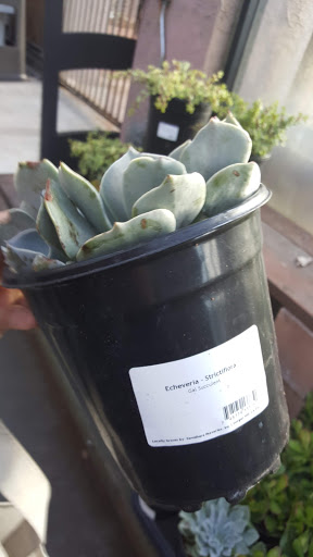 Hardware Store «Orchard Supply Hardware», reviews and photos, 2245 Gellert Blvd, South San Francisco, CA 94080, USA