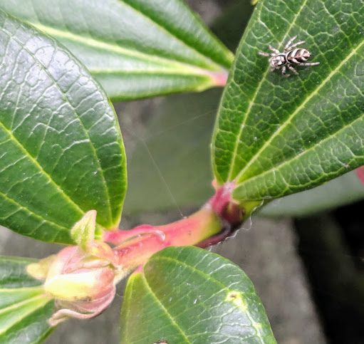 Park «Freeway Park - Jim Ellis Freeway Park», reviews and photos, 700 Seneca St, Seattle, WA 98101, USA