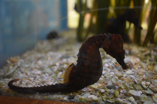 Aquarium «St. Augustine Aquarium», reviews and photos, 2045 FL-16, St Augustine, FL 32084, USA