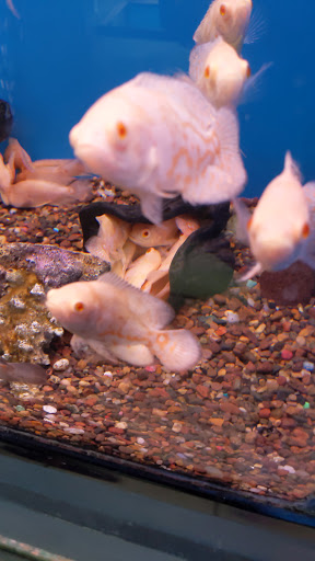 Tropical Fish Store «Xtreme Fish & Pets», reviews and photos, 11415 Bellaire Blvd # A, Houston, TX 77072, USA