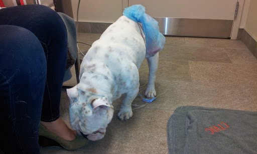Central Toronto Veterinary Referral Clinic image
