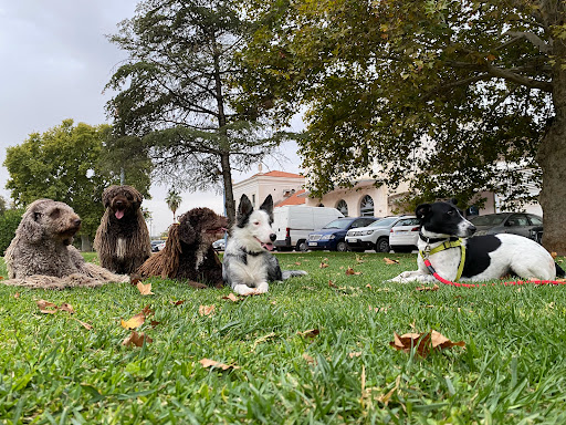 Guardería - Residencia Canina Córdoba Rastadog Centro De Bienestar Animal - Ludoteca Canina
