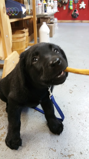 Pet Supply Store «Cheshire Cat & Dog Too», reviews and photos, 1320 Waterbury Rd, Cheshire, CT 06410, USA