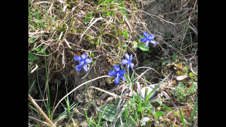 Vidéos Ferienwohnung Seeadler-Ferien 87534 Oberstaufen