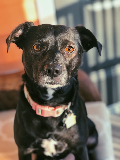 Explore tattoo sleeve black and grey ideas, creative tattoo ideas in Cape Coral, available at UNRIVALED INK