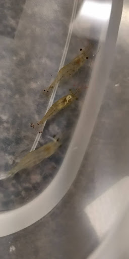 Pet Supply Store «Petco Animal Supplies», reviews and photos, 2520 E 3rd St, Bloomington, IN 47401, USA