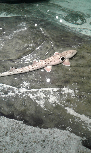 Imax Theater «Mcwane Center IMAX», reviews and photos, 205 19th St N, Birmingham, AL 35203, USA