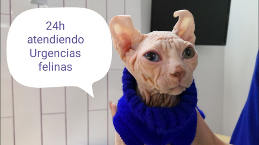 Clínica Felina Barcelona en Barcelona